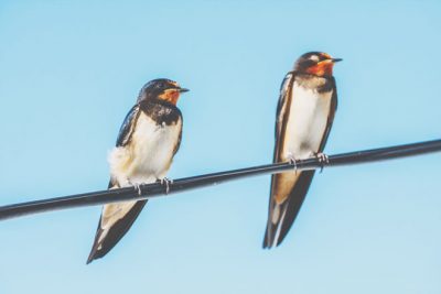 【心理テスト】ツバメの巣でわかる幸せを感じる場所