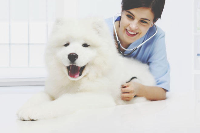 12星座【獣医に向いている】ランキング　水瓶座は強いやり甲斐を持ってできる！