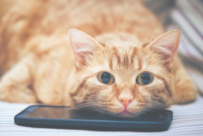 【無料占い】既読なのにLINEの返信をしない理由