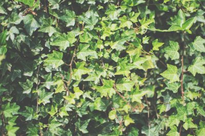 【2月の開運壁紙】恋愛運は「ツタ」、仕事運は「キノコ」の写真で運気アップ！