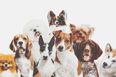 【心理テスト】犬タイプでわかる本当のあなた