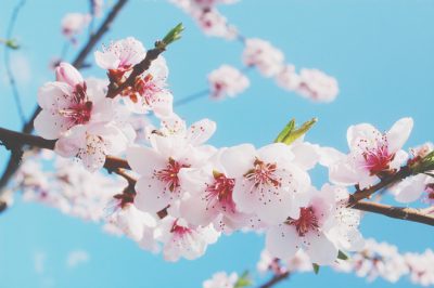 12星座【桜から連想する言葉】乙女座は「桜吹雪」！