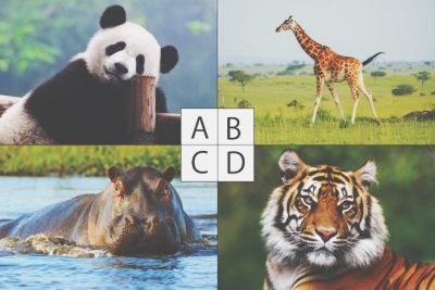 【心理テスト】似ている動物でわかる実は気にしていること