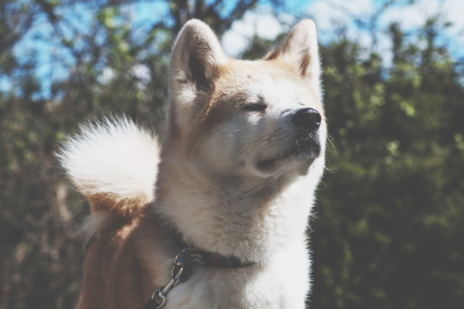 【手相占い】まさに忠犬ハチ公！　心変わりとは無縁な忠実忠誠を貫く手相ベスト3