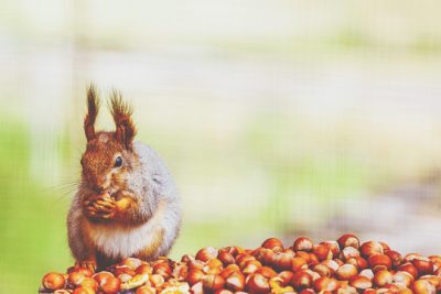 12星座【性格を動物に当てはめると？】牡牛座はリス！