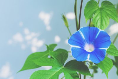 【6月の開運壁紙】恋愛運は「朝顔」、金運は「キリン」の画像で運気アップ！