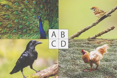 【心理テスト】魔法が失敗……でわかる、あなたのネガティブ度