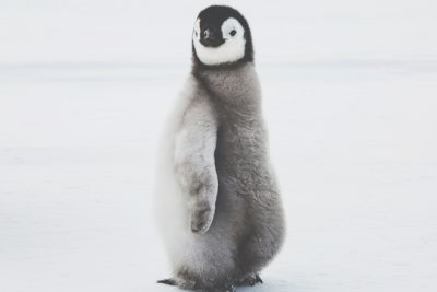 【手相占い】クールで現実主義者でモテる人!?　ペンギン系手相ベスト3