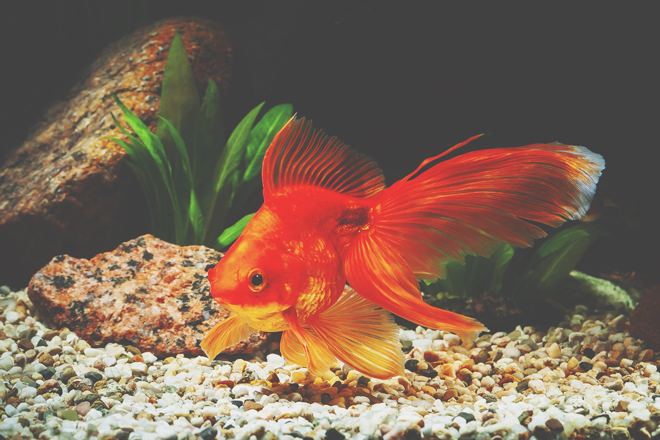 【夢占い】金魚の夢は視野が狭くなっているサイン！　金魚・鯉の夢が暗示すること