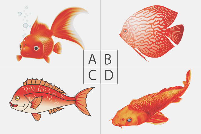 【色×コト占い】「赤い魚」といえば？　答えでわかる現在上昇している運気