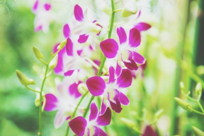 【9月の開運壁紙】恋愛運は「ランの花」、金運は「キャンディー」の画像で運気アップ！