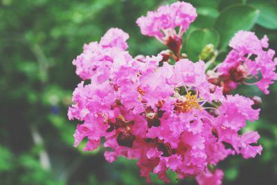 【10月の開運壁紙】恋愛運は「サルスベリの花」、金運は「クジャク」の画像で運気アップ！