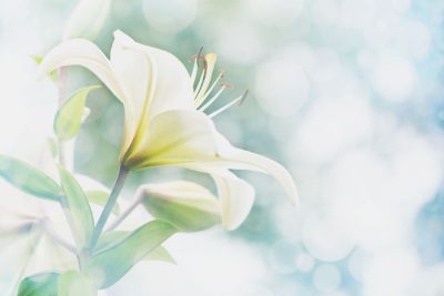 【夢占い】恋の予兆を感じさせる花の夢