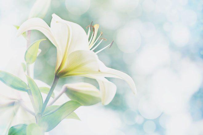 【夢占い】ユリの花は大人の恋が始まる予感！　恋の予兆を感じさせる花の夢