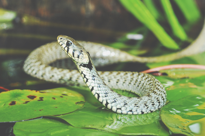 【夢占い】ヘビに噛まれる夢は情熱的な恋の始まり！　ヘビの夢が暗示すること