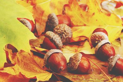 【11月の開運壁紙】恋愛運は「どんぐり」、金運は「シカ」の画像で運気アップ！