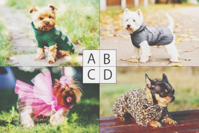【心理テスト】犬に着せたい服でわかる友達への接し方