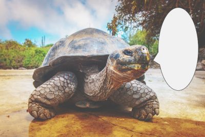 【心理テスト】カメが教える金運上昇の秘訣