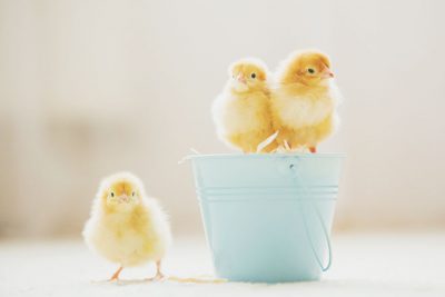 【4月の開運壁紙】恋愛運は「ひな鳥」、金運は「草木の新芽」の画像で運気アップ！