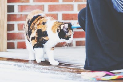 「動物」にまつわるジンクスいろいろ