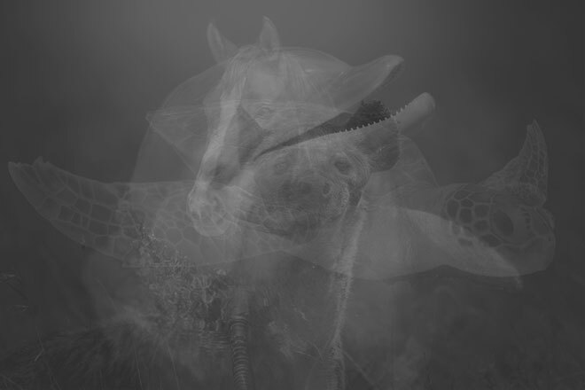 【心理テスト】最初に見えた動物は何？　答えでわかる運命の人を引き寄せる力