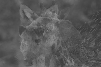 【心理テスト】最初に見えた動物でわかる、ハマりがちな恋愛パターン