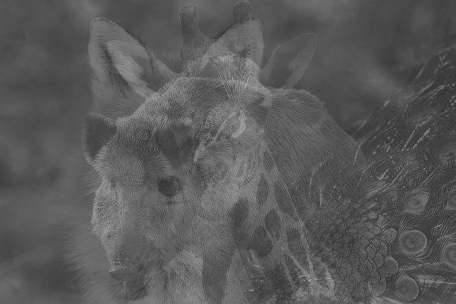 【心理テスト】最初に見えた動物は何？　答えでわかるハマりがちな恋愛パターン