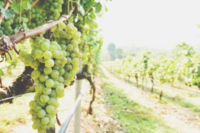 【9月の開運方位】吉方位は「北東」、高台のフルーツ園に行くと吉！