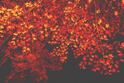 【10月の開運方位】吉方位は「南」、ライトアップされた紅葉が吉！