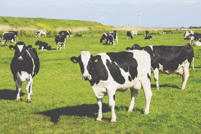 【3月の開運方位】吉方位は「南西」、牧場で動物たちと触れ合うと吉！