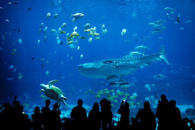 【3月の開運壁紙】恋愛運は「水族館」、金運は「書画」の画像で運気アップ！