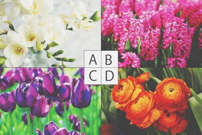 【心理テスト】球根から咲く花はどれ？ 答えでわかる異性がときめくあなたの魅力