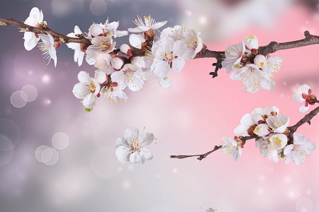 あなたの願いは叶う？　この時期だけの【桜の花びら占い】