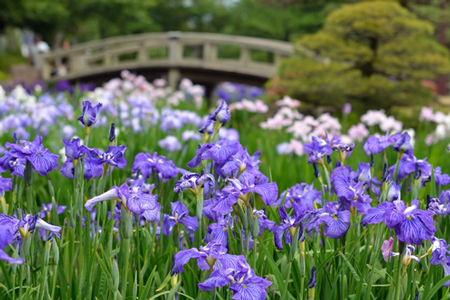 5月5日端午の節句は、「菖蒲湯」に浸かって厄払い＆リラックス！