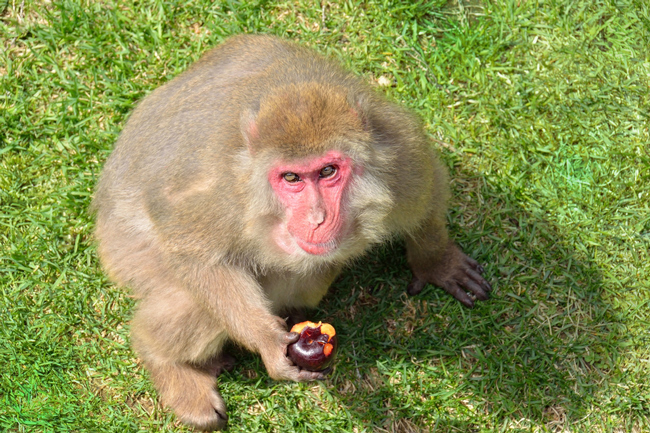 【血液型トリビア】ニホンザルはBとO型だけ、植物にも血液型がある!?