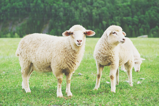 2015年の目標がわかる【心理テスト】ピンク、黄、青、緑、金……羊に色を塗るなら何色？