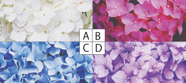 【心理テスト】気になるアジサイでわかる浮気心をくすぐられる男性