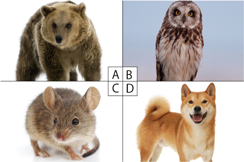 【心理テスト】冒険の旅に連れて行くのは？　答えでわかる人生に必要なもの