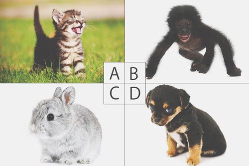 【心理テスト】育ててみたい動物の赤ちゃんは？　答えでわかる恋の妄想癖