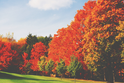 【心理テスト】選んだ紅葉の葉っぱでわかる、あなたが求める男の色気