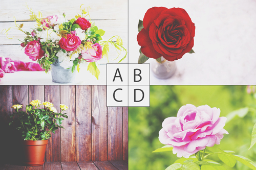 【心理テスト】好きなバラの写真でわかる理想としている生き方