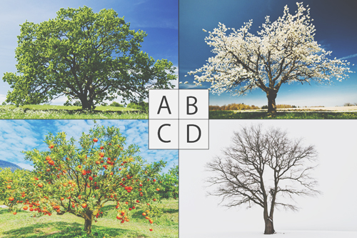 【心理テスト】気になる木はどれ？　選んだ木でわかるストレスの正体