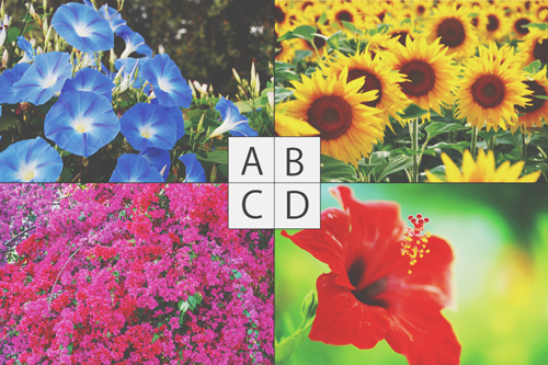 【心理テスト】夏と聞いてイメージする花は？　答えでわかる残りの夏を楽しむ方法