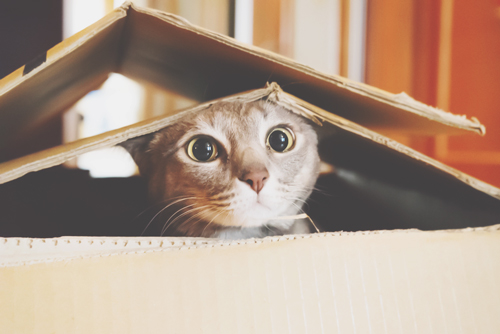 12星座【もしも猫になったら？】双子座はいたずら好きな猫、山羊座は貫禄あるボス猫