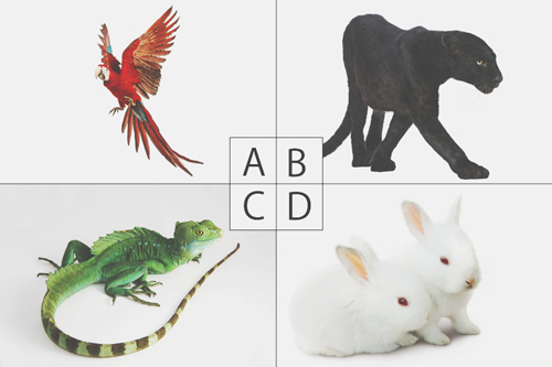 【心理テスト】映画『ファンタスティック・ビースト』のトランクから逃げ出した動物はどれ？