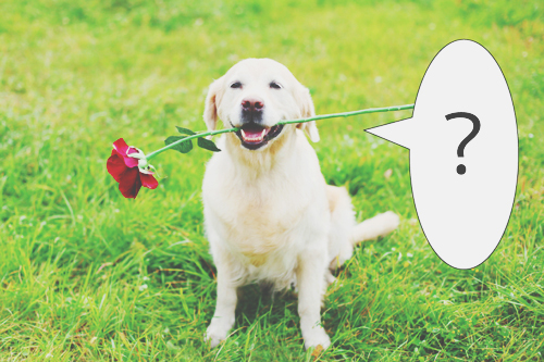 【心理テスト】犬があなたに話しかけていることは？　答えでわかる理想の男性