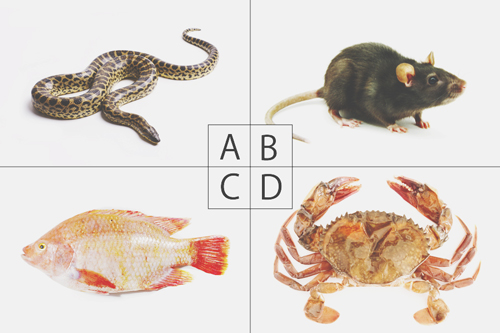 【心理テスト】宝箱の中の意外な中身とは？　答えでわかる臨時収入に恵まれる可能性