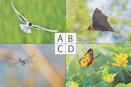 【心理テスト】空を飛べる生き物になれるならどれがいい？　答えでわかる、これから拓かれる道