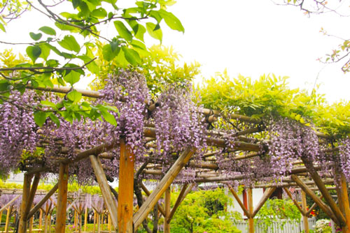【GW東京パワースポット】恋愛運アップは『亀戸天神社』、藤まつりに出かけよう