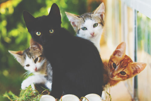 【夢占い】黒猫の夢は幸運が訪れる予感！　猫の夢が暗示すること